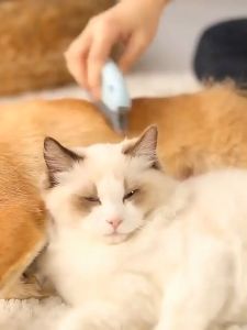 Miếng lấy lông rụng chó mèo trên ghế sofa và giường nệm (mẫu mới) - Love Pets Shop