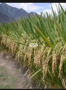 Bibit PADI BERAS PUTIH BISA DI TANAM DI SAWAH DAN DI DARAT UNGGUL PILIHAN