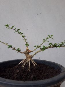 BIBIT SANCANG ORI BAHAN SHITO