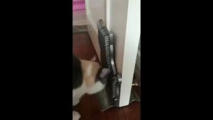 【AP AIMAYAPET】Cat Scratch Board Brush Grooming Toy with Catnip Wall Corner Pet Self Groomer Shed Hair Removal Comb Massage Brush Toys