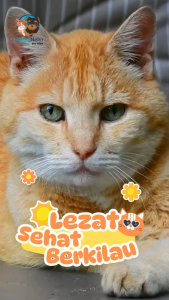 Meo Adult Seafood 12KG Dry Food Makanan Kucing Dewasa