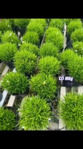 cây cỏ mây trang trí sân vườn  nhà cửa