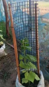 [DIY] ไม้ค้ำต้นไม้ เสาไม้เลื้อย กระกางต้นไม้ เสามะเขือเทศ โครงปลูกผัก ค้างไม้เลื้อย ซุ้มไม้เลื้อย ไม้ค้ำยันต้นไม้ ค้างต้นไม้ ค้างผัก