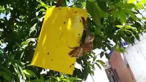 [Free Delivery]100 Pack Bugs Sticky Board Double Sided Sticky TrapSticky Fly TrapsDual-Sided Sticky TrapsFly Paper Stickers Plant Fly Catchers Catcher Sticky Board for Insect