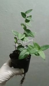 Châu  Cây kim ngân hoa- thảo dược quý với nhiều công dụng: kháng viêm giải độc gan kháng khuẩn -Vườn Minh Khương