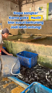 Deluso X Bluecore MaxOil Vitamin Ikan Lele Penambah Nafsu Makan Pembentuk Daging