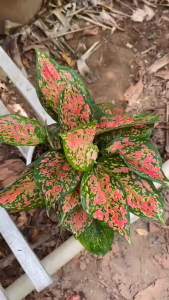 Cây Vạn Lộc (3-4 thân) - Tổng thể tầm 30-40 cm - Kiểng lá tài lộc!