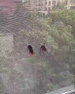 GIFTER 2m Window Screen Repair Tape Fiberglass Screen Tape Mesh Repair Adhesive Screen Patch Repair