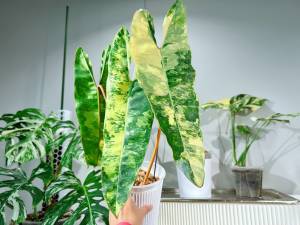 philodendron billietiae variegated ด่างแล้วทุกต้นงานด่างคัดเกรดขนาดM