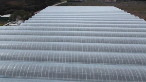 UV PLASTIC ROOFING 150 MICRONS (6 MIL) UV Plastic Sheet greenhouse garden rain protection 3 METERS WIDE 5 METERS LONG per order