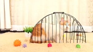 COD กรงอาบน้ำแมว กรงอาบน้ำสัตว์เลี้ยง กรงอาบน้ำแมวแบบอเนกประสงค์ กรงอบน้ำแมว กรงอบขนแมว กรงไดร์ขนแมว พร้อมส่งในไทย