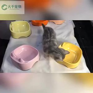 Non-slip Tilted Pet Food Bowl Anti-spill Design
