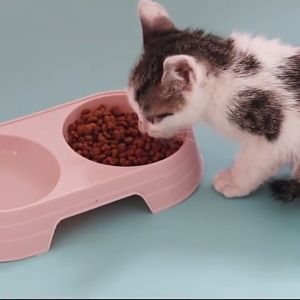 PET DIARY Mangkuk Double Makan Kucing Anjing Plastik Anti Licin Aksesori Hewan Peliharaan