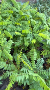 CÂY GIỐNG KHẾ TÀU(KHẾ TÂY)cây vô chậu lớn cao trung bình 60cm đến 1m