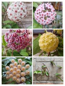 live Plant Hoya Carnosa 4Cuttings/ Batang Keratan ( White/Red/Yellow/PinkColorOrchid )