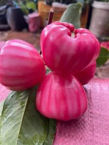 CÂY GIỐNG MẬN HỒNG ĐÀO XƯA bao chuẩn giống