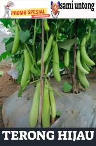 BENIH TERONG PANJANG HIJAU benih sayuran unggul produktifitas tinggi