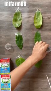 [50 Chai] SIÊU TRỢ LỰC Enomil 30SL 50mL - 6 SIÊU - TĂNG HIỆU LỰC THUỐC BVTV - SIÊU THẨM THẤU VÀ BÁM DÍNH CỰC MẠNH - CHỐNG RỬA TRÔI TRONG 30 phút