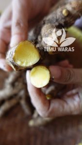 Temu Mangga Segar 500gr Organik Asli Gunung Kidul - Aroma Mangga Muda