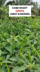 Benih Cabe Rawit Tegak F1 CENTIL 100 seed Known You Seed