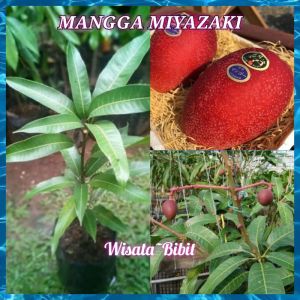 Bibit mangga MIYAZAKI hasil okulasi