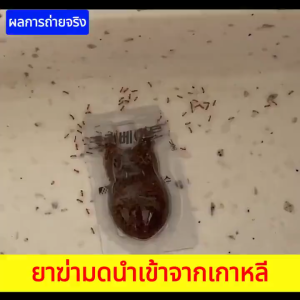 สินค้าใหม่วางขายแล้ว กำจัดมด ยาฆ่ามด ยากำจัดมด เหยื่อมด ปลอดภัยต่อคนและสัตว์เลี้ยง