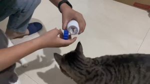 Pet Diary: Suplemen Kesehatan Hewan Peliharaan