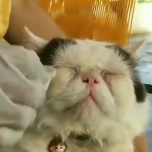Pembersih Telinga Mata Hidung Luka Anjing & Kucing Isi Besar 75 ML
