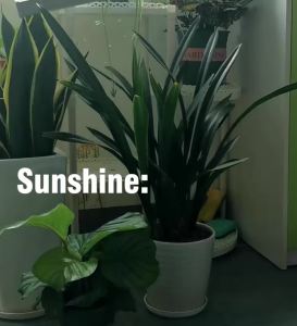 AC100-265V Led Plant Grow Light Full Spectrum Hydroponic Vegetable Fill Light Greenhouse Soilless Cultivation Light