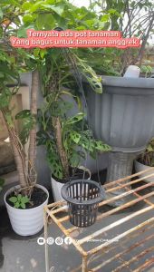 Pot Bunga Tanaman Gantung Anggrek Nkt Netpot 14 Bening Transparan - NKT GANTUNG 14 NETPOT BENING