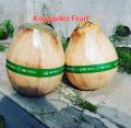 kelapa kopyor Grade B. 