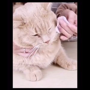 200 PCS Pet Wipes Pet Cleaning wet tissue Pet Ear Wipes Pet Eye Wipes Grooming Tear Stain Remover Cleaning Wet Tissue Wet Wipes