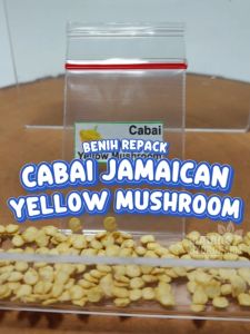 Benih Cabai Jamaican Yellow Mushroom Unggulan Berkualitas biji bibit repack cabe kuning pedas jamur jamaika super sambal sambel hydroponik hidroponik tanaman berbiji pot