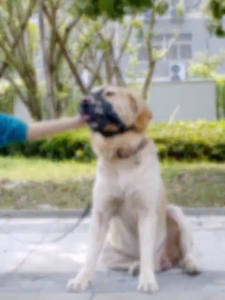 Bark&Purr  อุปกรณ์ครอบปากสุนัขกันกัด ที่ครอบปากสุนัข สุนัขสามารถดื่มน้ำได้ ตะกร้อครอบปาก ตะกร้อปากสุนัข