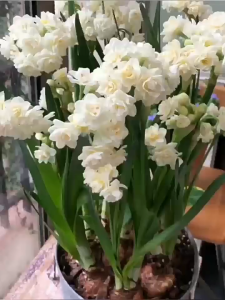 Bộ 3 Củ giống hoa thủy tiên - 1 củ nhiều nhánh