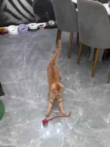 7o | Smart Cat Toy Interactive Dodging Ball