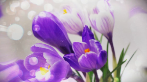 Sri Sri Tattva Kashmiri Saffron (0.5mg)