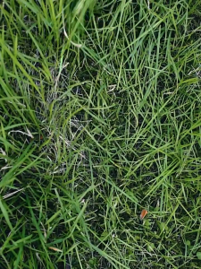 36V Portable Electric Lawn Mower Cordless Lawn Mower High Power Motor