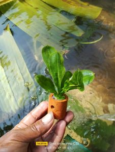 tanaman air aquascape black Amazon per pot