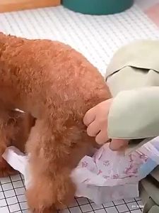DONO Dog Diapers Female Male Wrap for Small Breed 3-5kg 26-46cm Waist Size