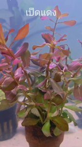 เป็ดแดง ไม้น้ำ แต่งตู้ปลา หรือ อ่างบัว ปลูกง่าย เขียวสด โตเร็ว ใส่กระถางดินเผาสีส้ม พร้อมปลูก