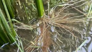 CHUYÊN LÚA - 03 SẢN PHẨM (Ra rễ nở bụi 500ml Siêu vô gạo Chắc hạt)