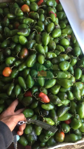 Cabai / Cabai Gendot 500gr Segar / Cabe Bendot 500 Gram / Cabe Gendot / Cabe Gendot Segar