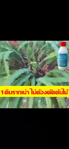 ENOM ยาฆ่าตอต้นไม้ 200ml เข้มข้นสูง ออกฤทธิ์โดยตรงที่ราก แก้ปัญหาโคนเน่า ไม่เป็นอันตรายต่อดิน บอกลาการตัดแต่งกิ่งไม้ด้วยมือ(ยากำจัดต้นไม้ ยาฆ่าไผ่ ยากำจัดต้นไม้ใหญ่ สารกำจัดกอไผ่ สารกำจัดต้นไม้ ยาฆ่าตอไม้ใหญ่)