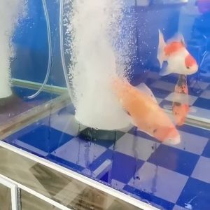 IGD || Ceramic Air Stone Disc for Koi Fish Tanks || Bubble Tray Diffuser Disk Trim Oxygen Pump