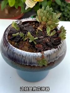 Thuốc kích thích mọc rễ cây phục hồi cây yếu giúp cây tăng trưởng dung tích 50ml