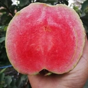 cây ổi ruby ruột đỏ không hạt bầu to cây đẹp. mới về.
