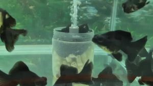 Black Telescope Butterfly Goldfish / Black Moor Goldfish 7-8cm
