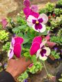 Tanaman Hias Bunga Viola & Pansy Edible Flower Varian Warna. 