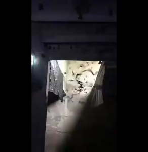 SUARA WALET. PANGGIL RAJA SEDOT AWI CLUB INDONESIA  GARANSI SEUMUR HIDUP Pengiriman Ekonomi Dan Ekspres Distributor Resmi Lokal - Lazada